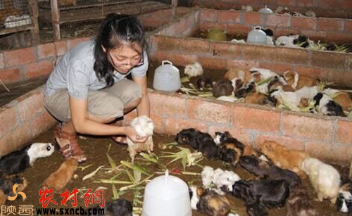 农村创业赚钱,适合50-60岁创业项目农村