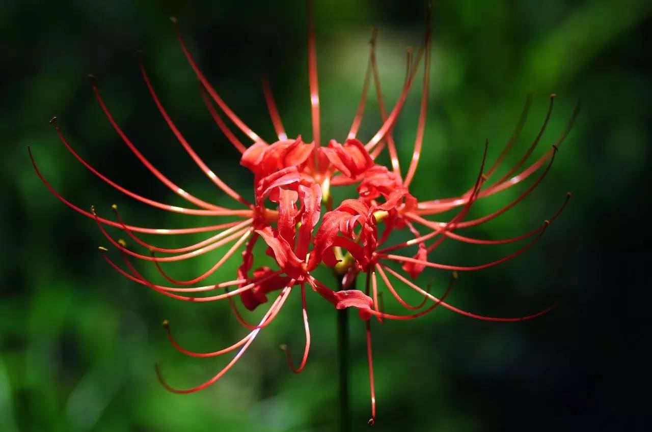 《本草》植物志之彼岸花：开一千年，落一千年，花叶不相见