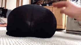 喵：天下武功，唯快不破