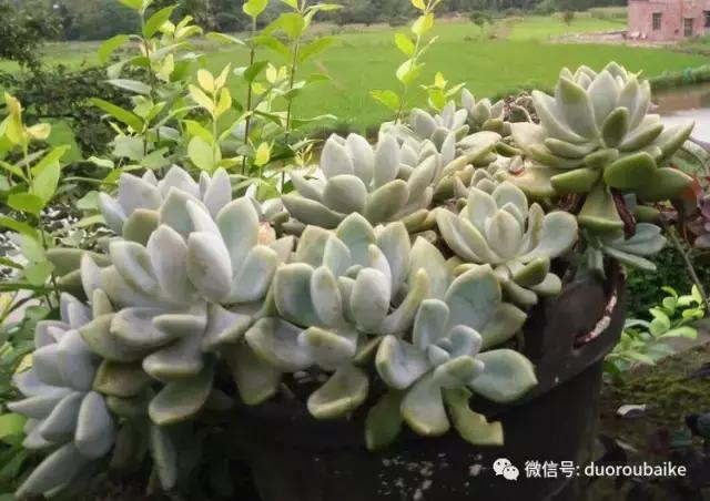 雪地里妈妈种的漂亮多肉,女儿种的多肉