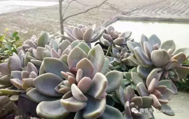 雪地里妈妈种的漂亮多肉,女儿种的多肉