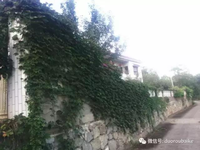 雪地里妈妈种的漂亮多肉,女儿种的多肉