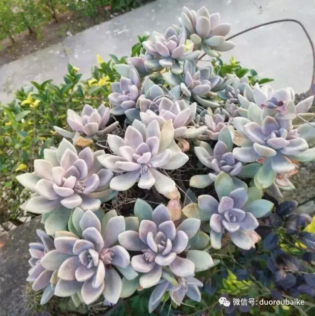 雪地里妈妈种的漂亮多肉,女儿种的多肉