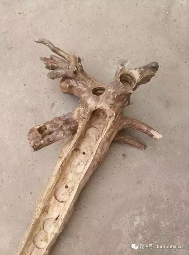 春天的多肉带给枯木新的生机，于是它们相爱了！