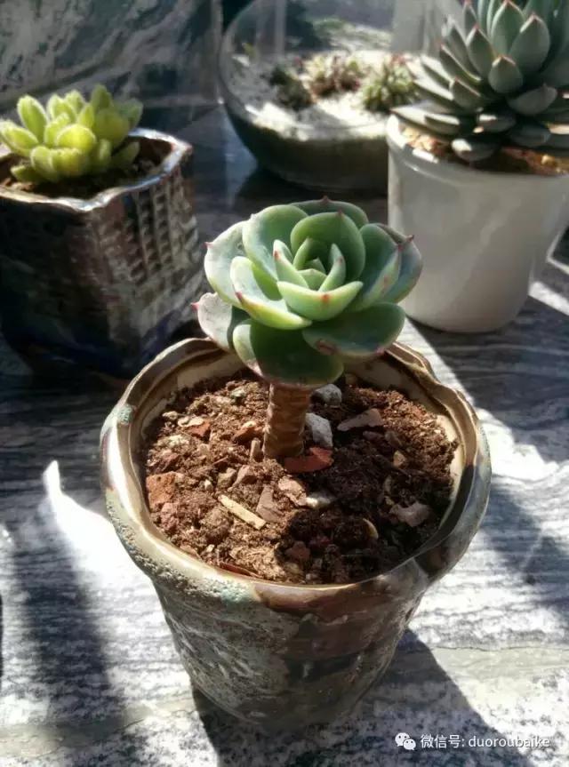 春天的多肉带给枯木新的生机，于是它们相爱了！