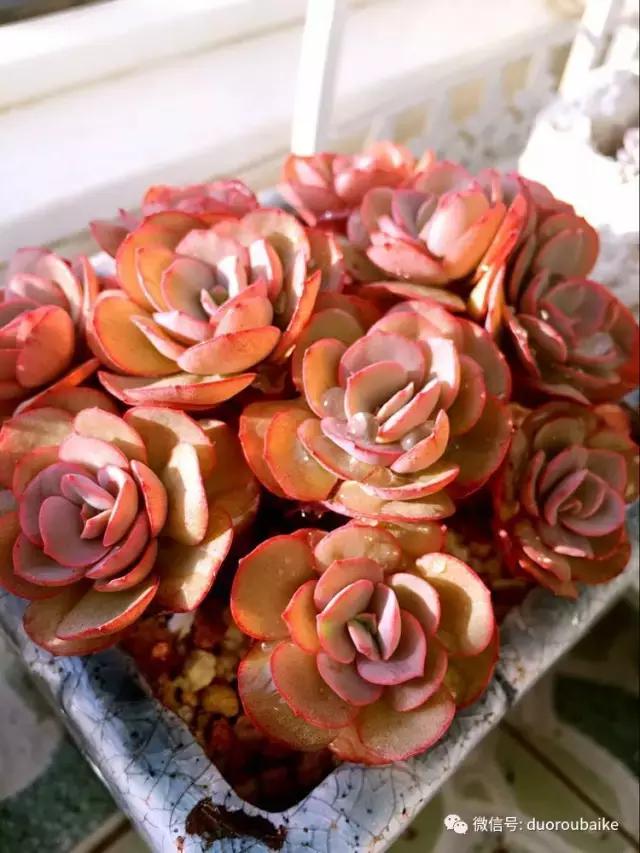 春天的多肉带给枯木新的生机，于是它们相爱了！