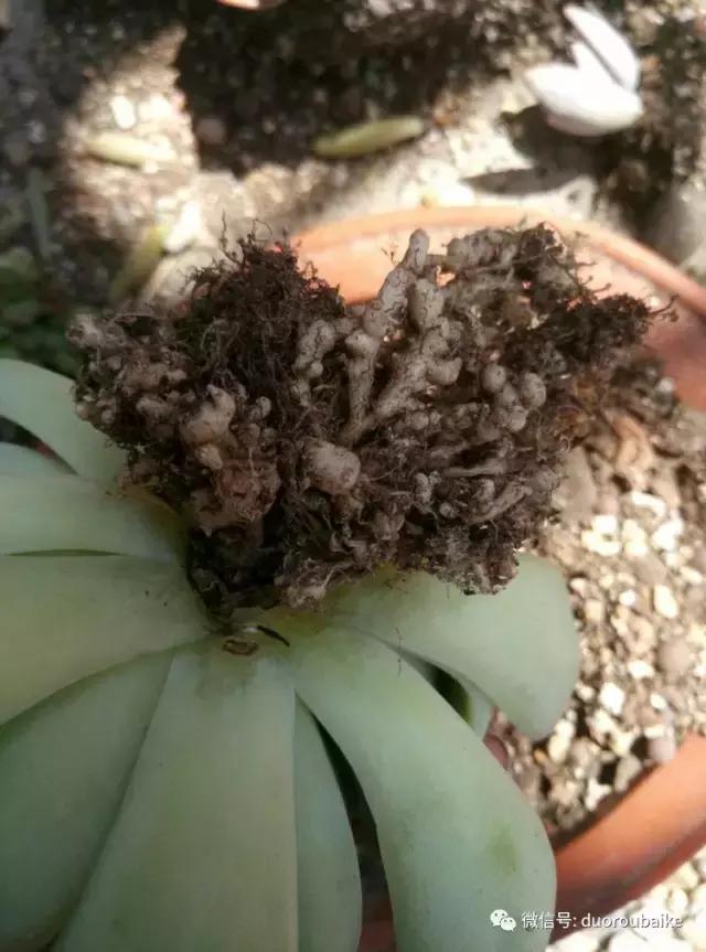 春天的多肉带给枯木新的生机，于是它们相爱了！