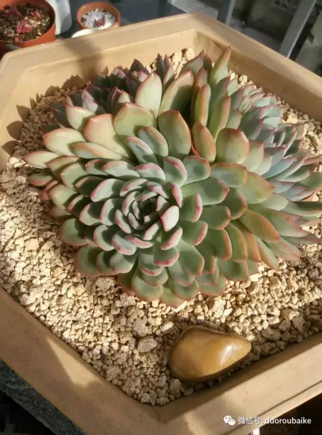 春天的多肉带给枯木新的生机，于是它们相爱了！