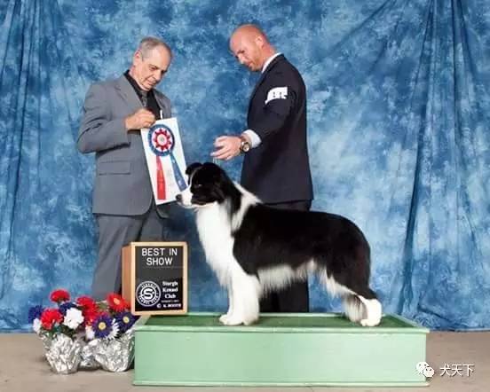 德牧登顶！BIS视频！世界第一犬展2017西敏寺赛果总汇