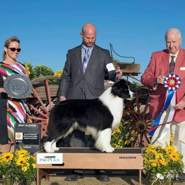 德牧登顶！BIS视频！世界第一犬展2017西敏寺赛果总汇