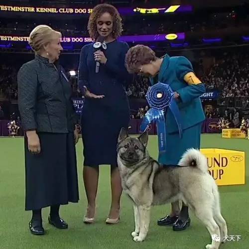 德牧登顶！BIS视频！世界第一犬展2017西敏寺赛果总汇