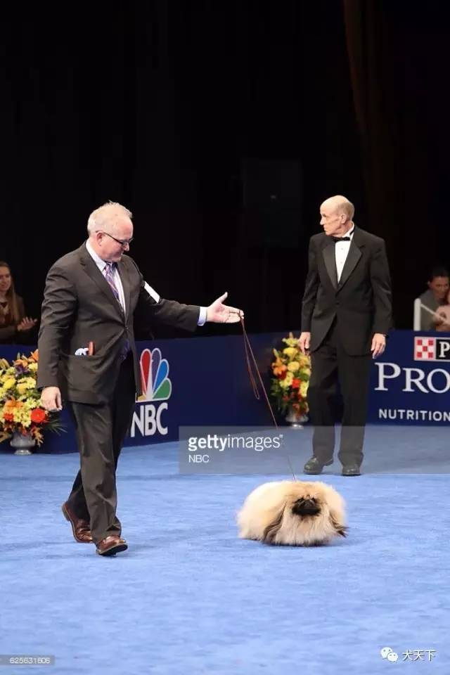 德牧登顶！BIS视频！世界第一犬展2017西敏寺赛果总汇