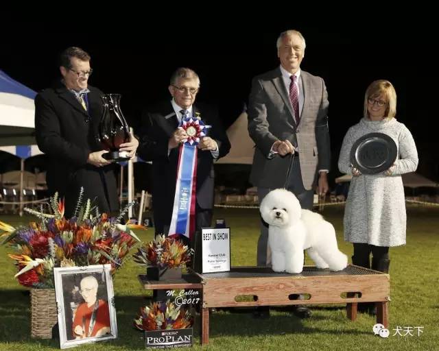 德牧登顶！BIS视频！世界第一犬展2017西敏寺赛果总汇