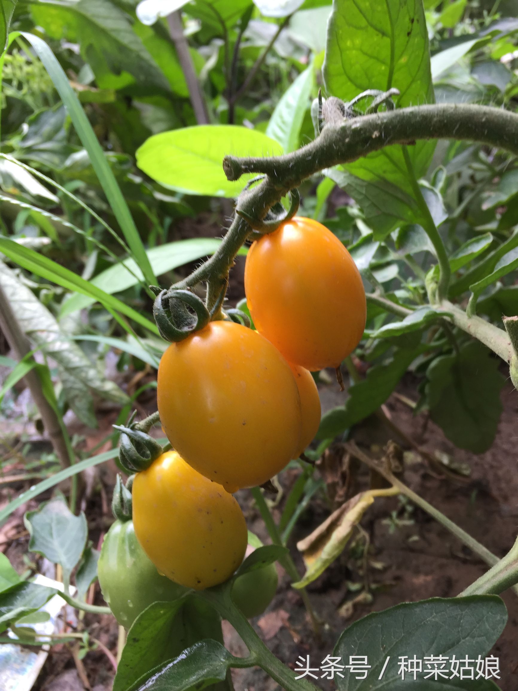 菜园菜怎么种整齐,菜园种什么蔬菜好看又简单