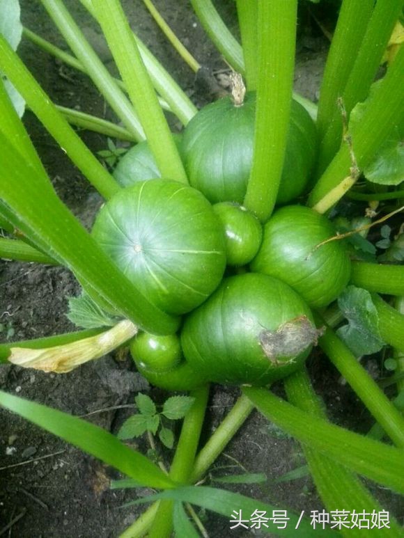 菜园菜怎么种整齐,菜园种什么蔬菜好看又简单