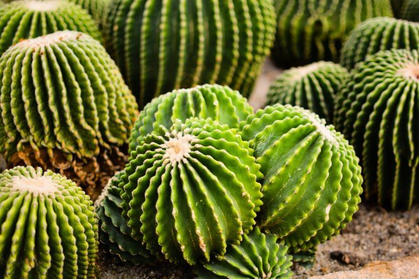 盆栽国色天香,国色天香立春