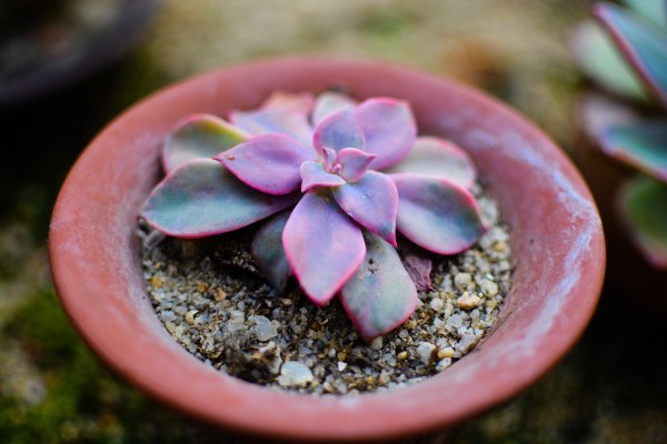 盆栽国色天香,国色天香立春