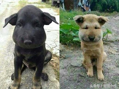 被马蜂蛰的狗狗的真相,狗狗被蜜蜂蜇伤后别只顾着笑