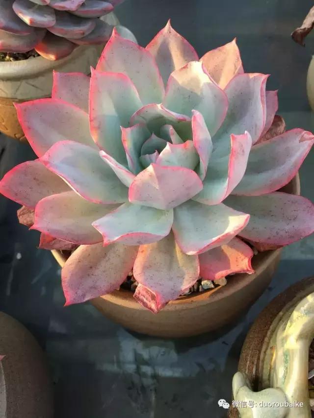 多肉是黯淡生活里的良药,多肉是解决烦恼和疲惫的良药