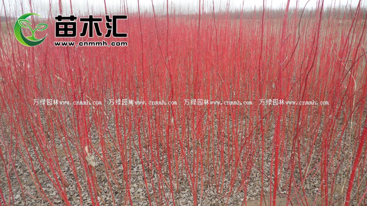 红瑞木耐寒零下几度,红瑞木观赏特性