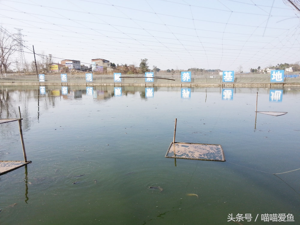 创业养泥鳅大概需要多少钱,鄂州泥鳅养殖赚钱吗