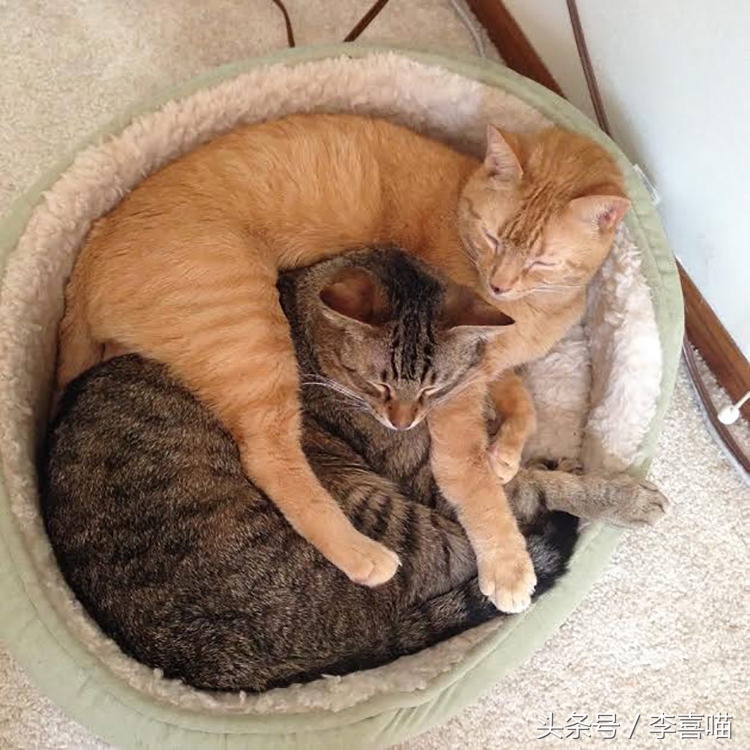 一只和老鼠成为好朋友的猫,一只老鼠和一只猫成为朋友