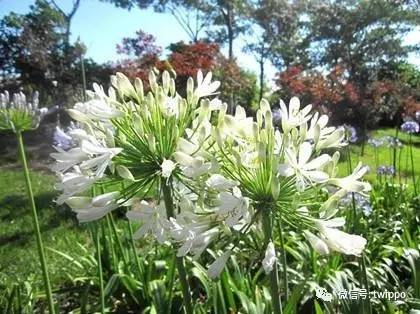 最适合春天的香水,适合春天留香较久的女性香水