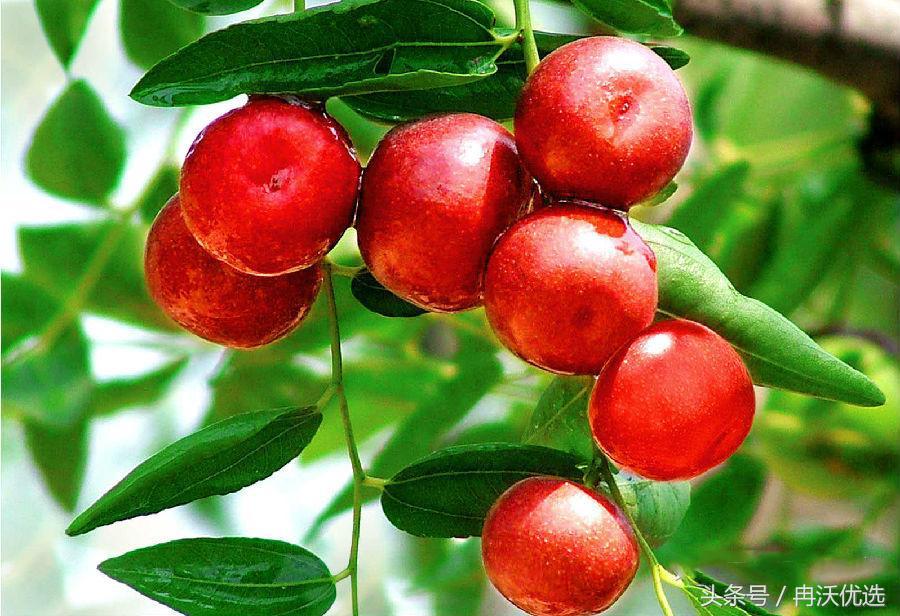 河南特点水果图片,豫西特产灵宝大枣价格