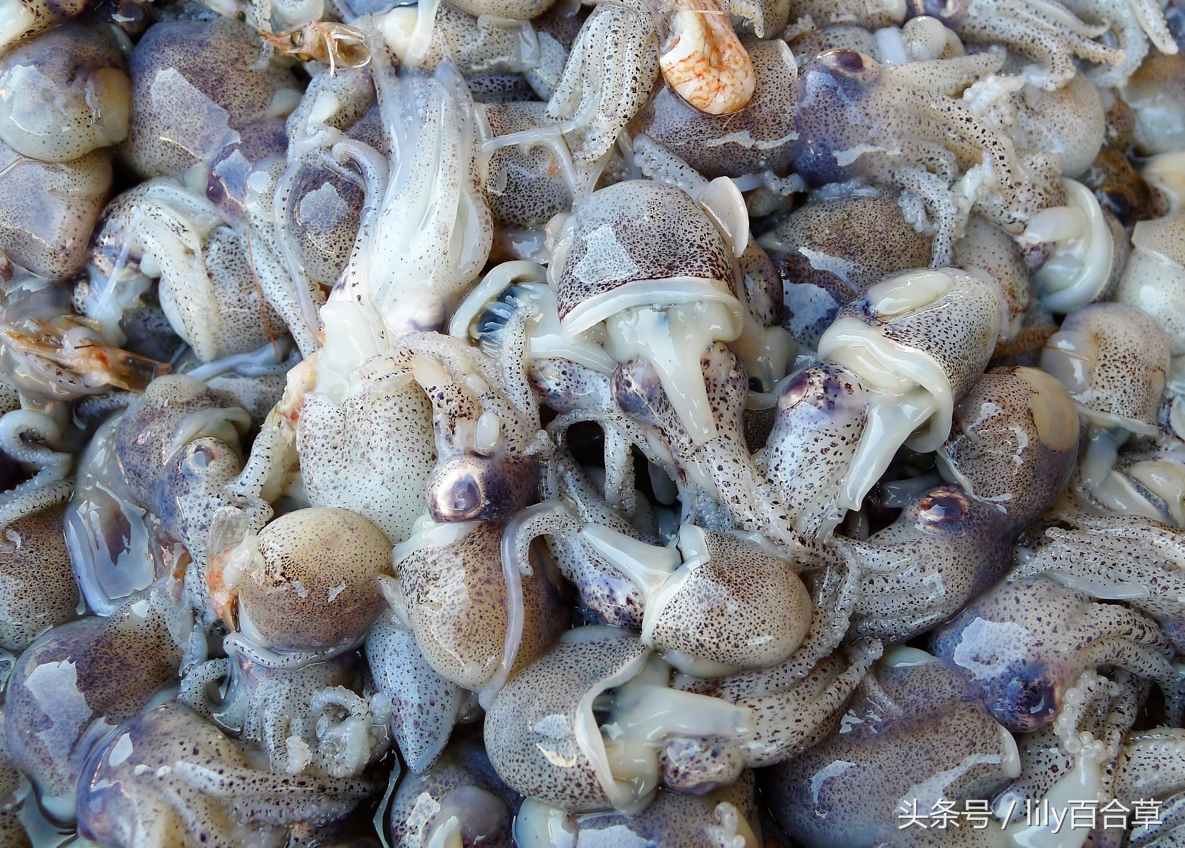 哪些海鲜可以带回家,回家路上可以带海鲜吗