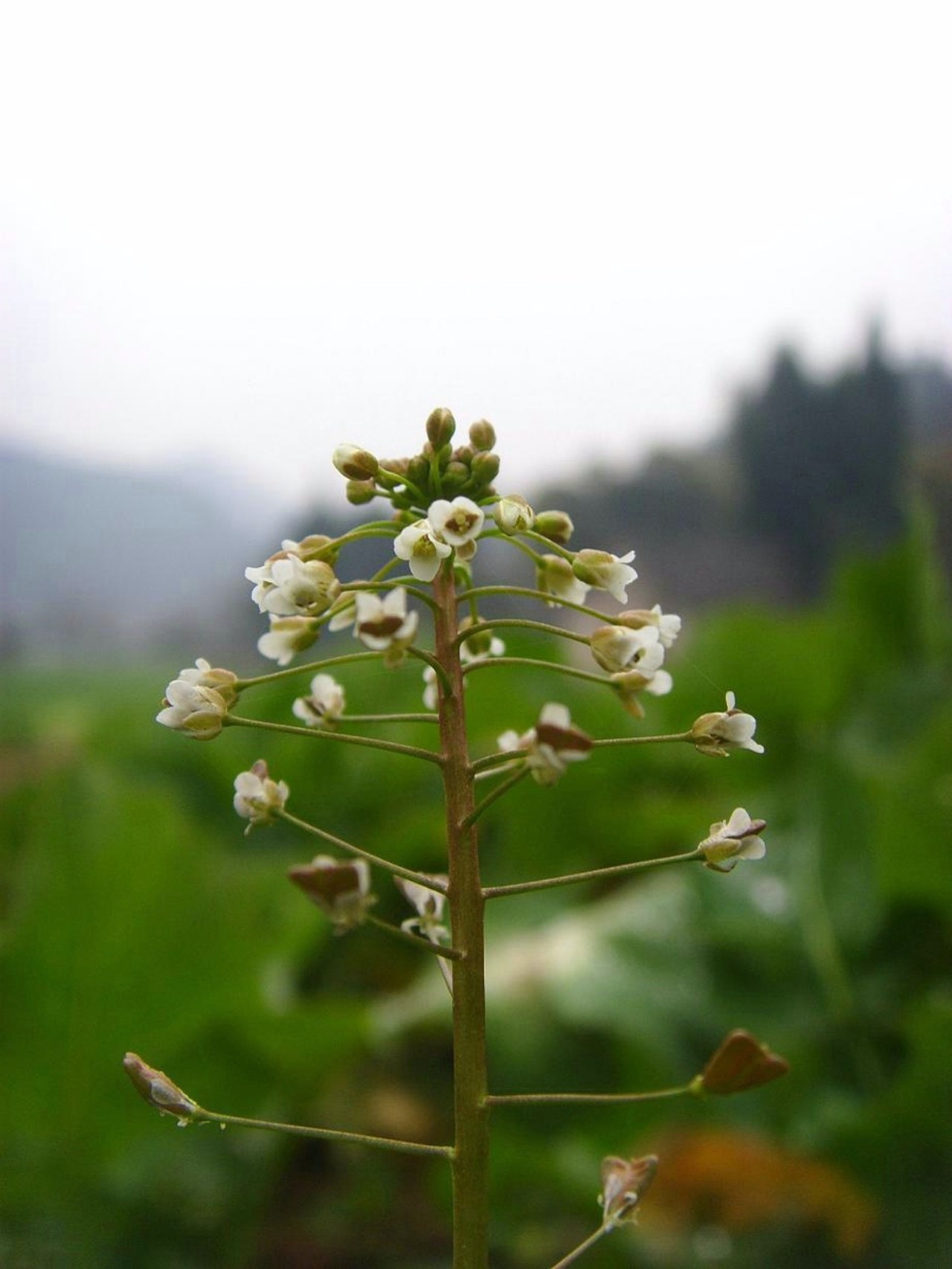 本草纲目中的荠菜,本草纲目荠菜图片
