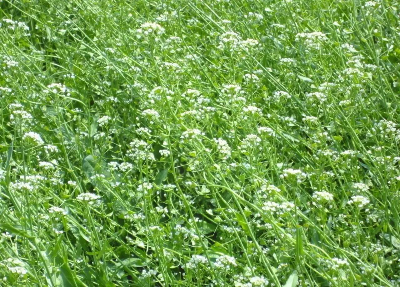 本草纲目中的荠菜,本草纲目荠菜图片