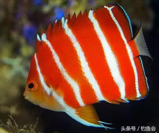 观赏鱼中的巨无霸都有哪些,土豪们的大型观赏鱼