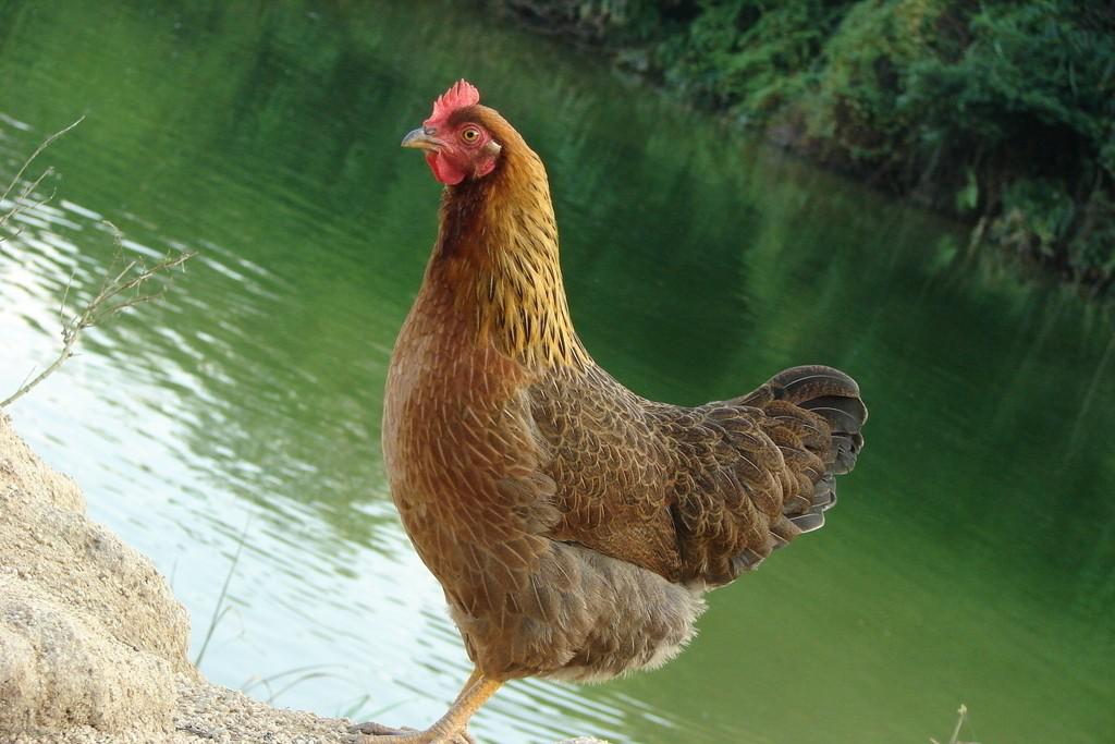 司业飞创业行动家,司业飞