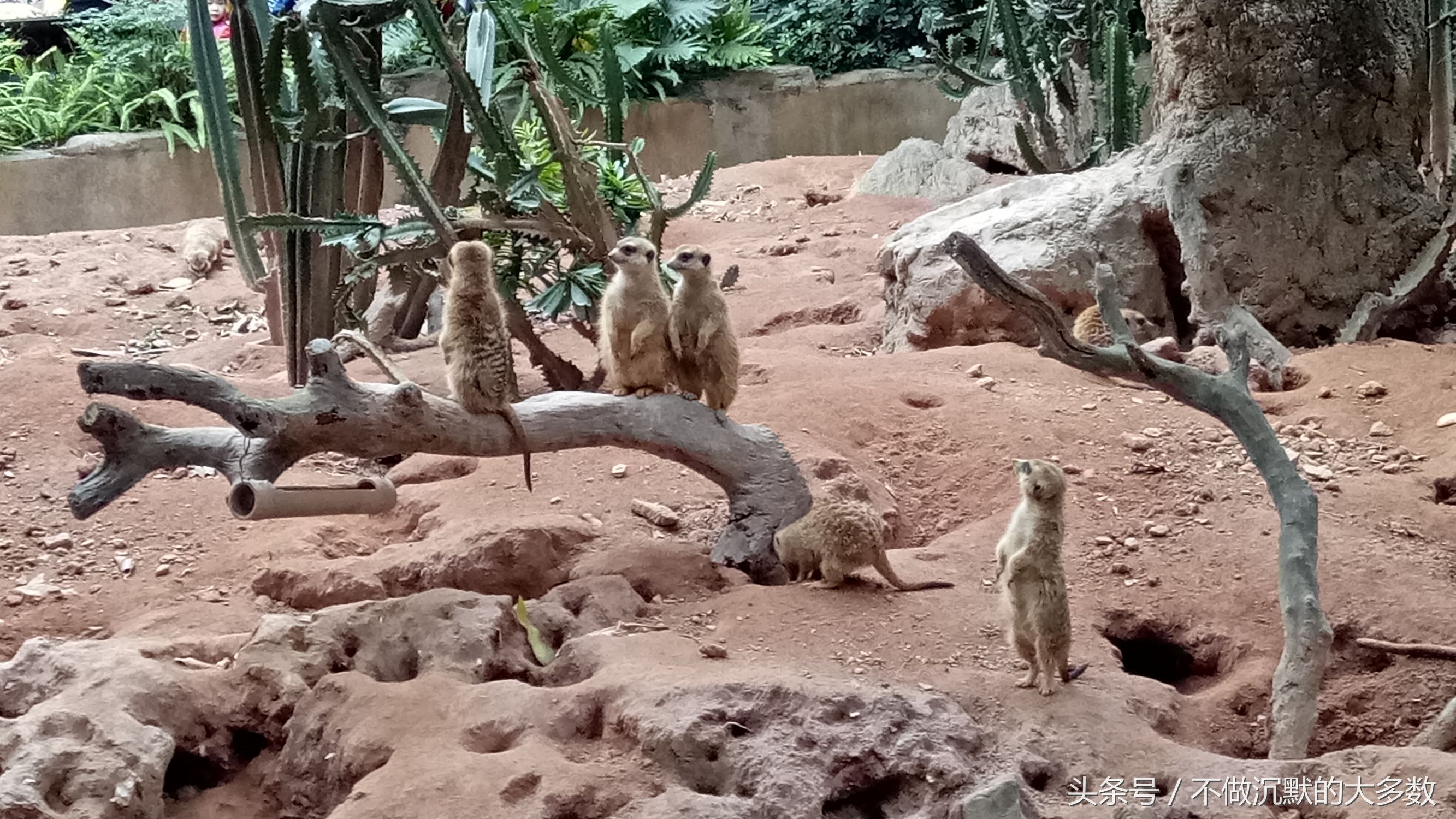 广州长隆野生动物园金蛇秘境直播,长隆野生动物园金蛇秘境害怕吗