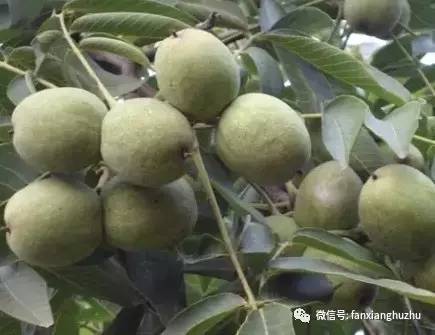 核桃苗几月份移栽最好,核桃苗移栽后多久发芽