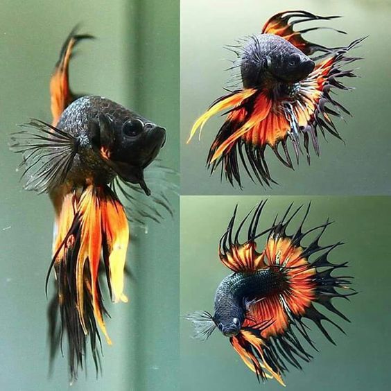 泰国斗鱼鱼缸,泰国斗鱼的幼崽