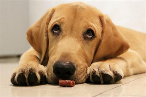 狗狗怎么解决乱拉屎的问题,三个月的狗狗大便成形但是有点烂