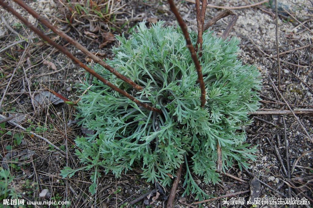 二月茵陈四月蒿包括艾蒿吗,茵陈蒿和青蒿图片