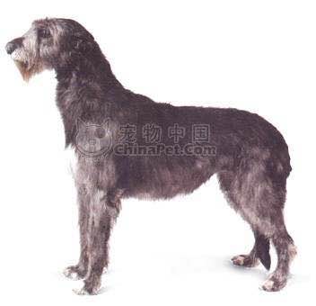 收藏狗狗的图片,收藏宠物集