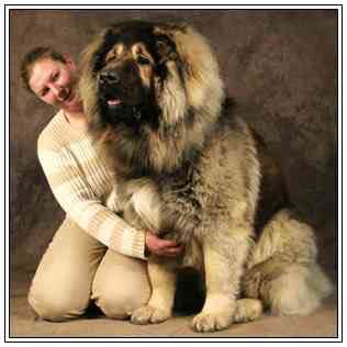 收藏狗狗的图片,收藏宠物集