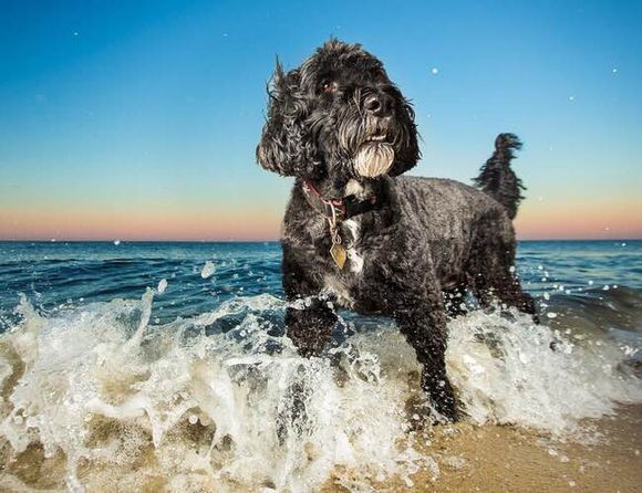 收藏狗狗的图片,收藏宠物集