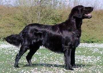 收藏狗狗的图片,收藏宠物集