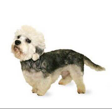 收藏狗狗的图片,收藏宠物集