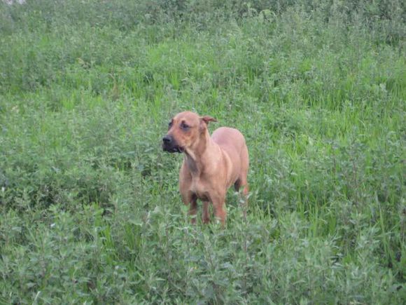 收藏狗狗的图片,收藏宠物集