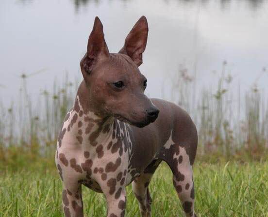 收藏狗狗的图片,收藏宠物集