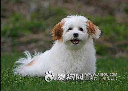 收藏狗狗的图片,收藏宠物集