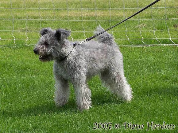 收藏狗狗的图片,收藏宠物集