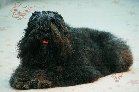 收藏狗狗的图片,收藏宠物集