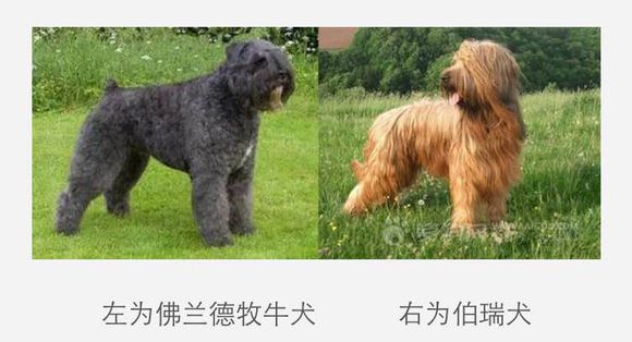 收藏狗狗的图片,收藏宠物集