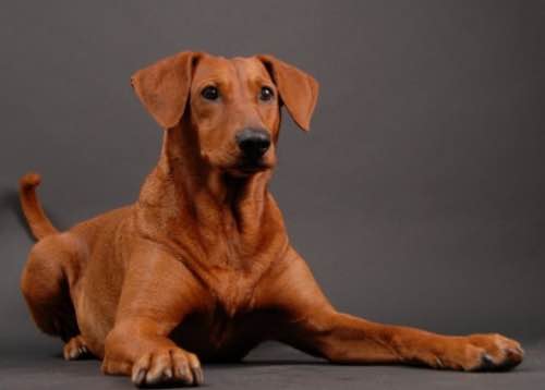 收藏狗狗的图片,收藏宠物集